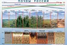 Photo of Песчано-глинистые почвы: особенности классификации