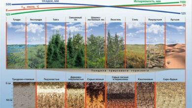 Photo of Песчано-глинистые почвы: особенности классификации