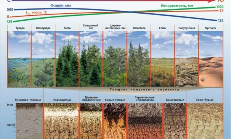 Photo of Песчано-глинистые почвы: особенности классификации