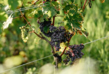 Photo of Лимонно-глинистые почвы: характеристики