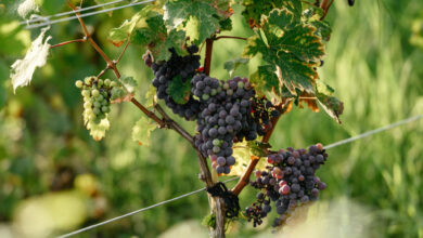 Photo of Лимонно-глинистые почвы: характеристики