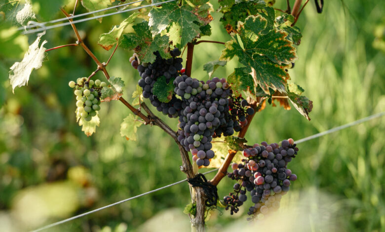 Photo of Лимонно-глинистые почвы: характеристики