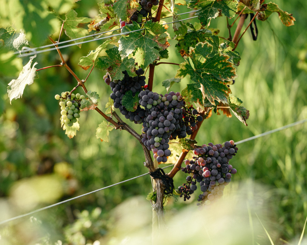 Фото 65 — Лимонно-глинистые почвы: характеристики