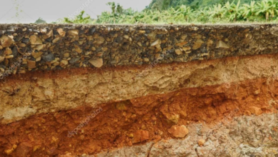 Photo of Скальные почвы: их изучение