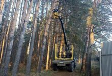 Photo of Почвенные исследования для лесного хозяйства