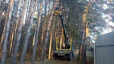 Photo of Почвенные исследования для лесного хозяйства