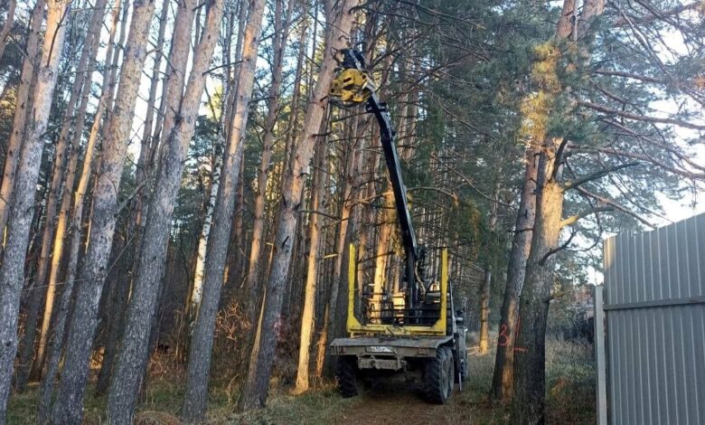 Photo of Почвенные исследования для лесного хозяйства