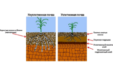 Photo of Исследование торфяных почв