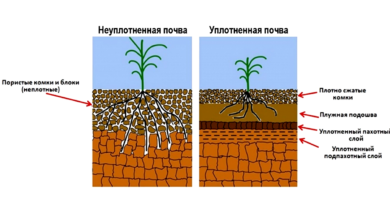 Photo of Исследование торфяных почв