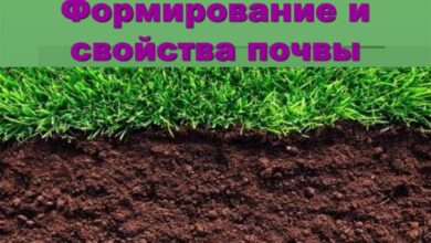 Photo of Глинистые почвы: их структура и свойства