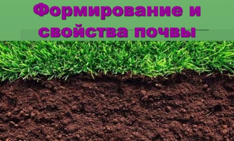 Photo of Глинистые почвы: их структура и свойства