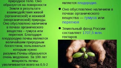 Photo of Глинисто-песчаные почвы: свойства и классификация