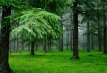 Photo of Песчано-глинистые почвы: структура и свойства