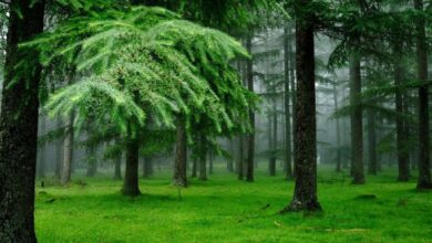 Photo of Песчано-глинистые почвы: структура и свойства