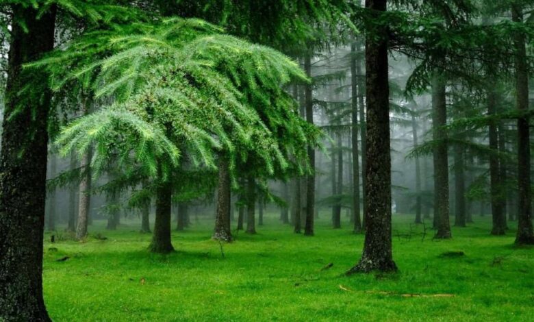 Photo of Песчано-глинистые почвы: структура и свойства