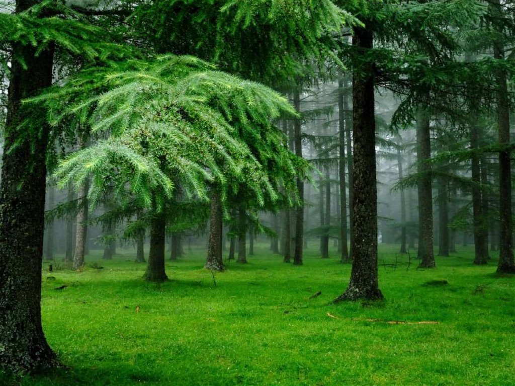 Фото 78 — Песчано-глинистые почвы: структура и свойства