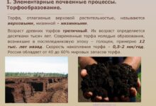 Photo of Исследование торфянистых почв