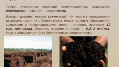 Photo of Исследование торфянистых почв