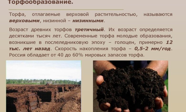 Photo of Исследование торфянистых почв