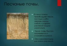 Photo of Глинисто-песчаные почвы: их особенности