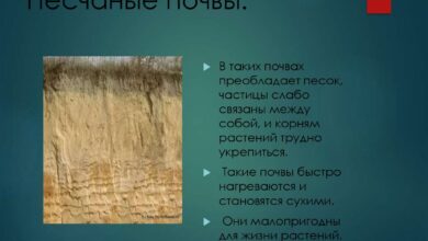Photo of Глинисто-песчаные почвы: их особенности