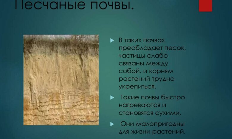 Photo of Глинисто-песчаные почвы: их особенности