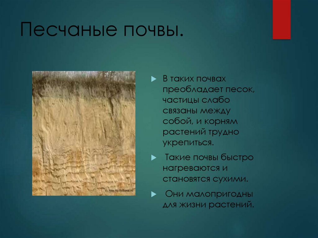 Фото 5 — Глинисто-песчаные почвы: их особенности